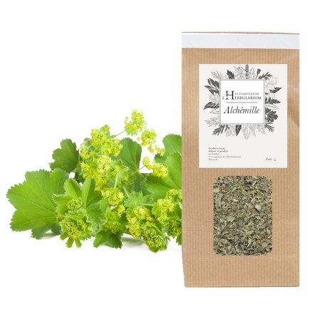 ALCHEMILLE Bio - Alchemilla vulgaris